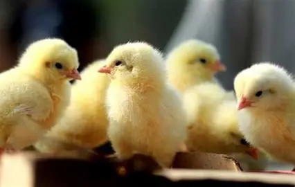 चल्ला बेचेर वार्षिक तीन लाख आर्जन गर्दै कमला
