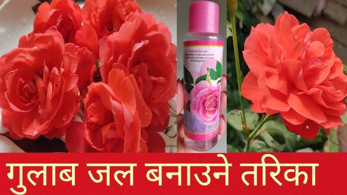 घरमा गुलाब जल बनाउने सजिलो तरिका जान्नुहोस्