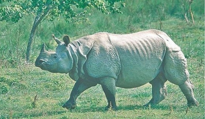 गैंडाको आक्रमणबाट चितवनमा एक जनाको मृत्यु